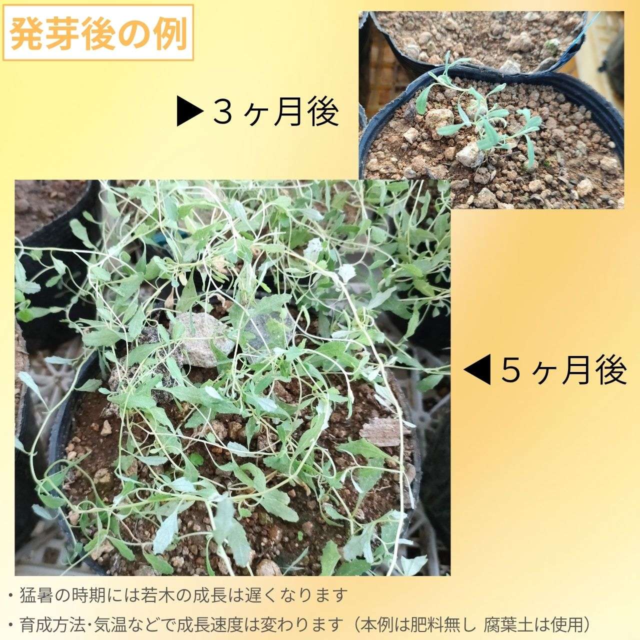 アトリプレックス・セミバッカータ 種子 | オーストラリア・ソルトブッシュ - オーストラリアの小さめのソルトブッシュ - 種子