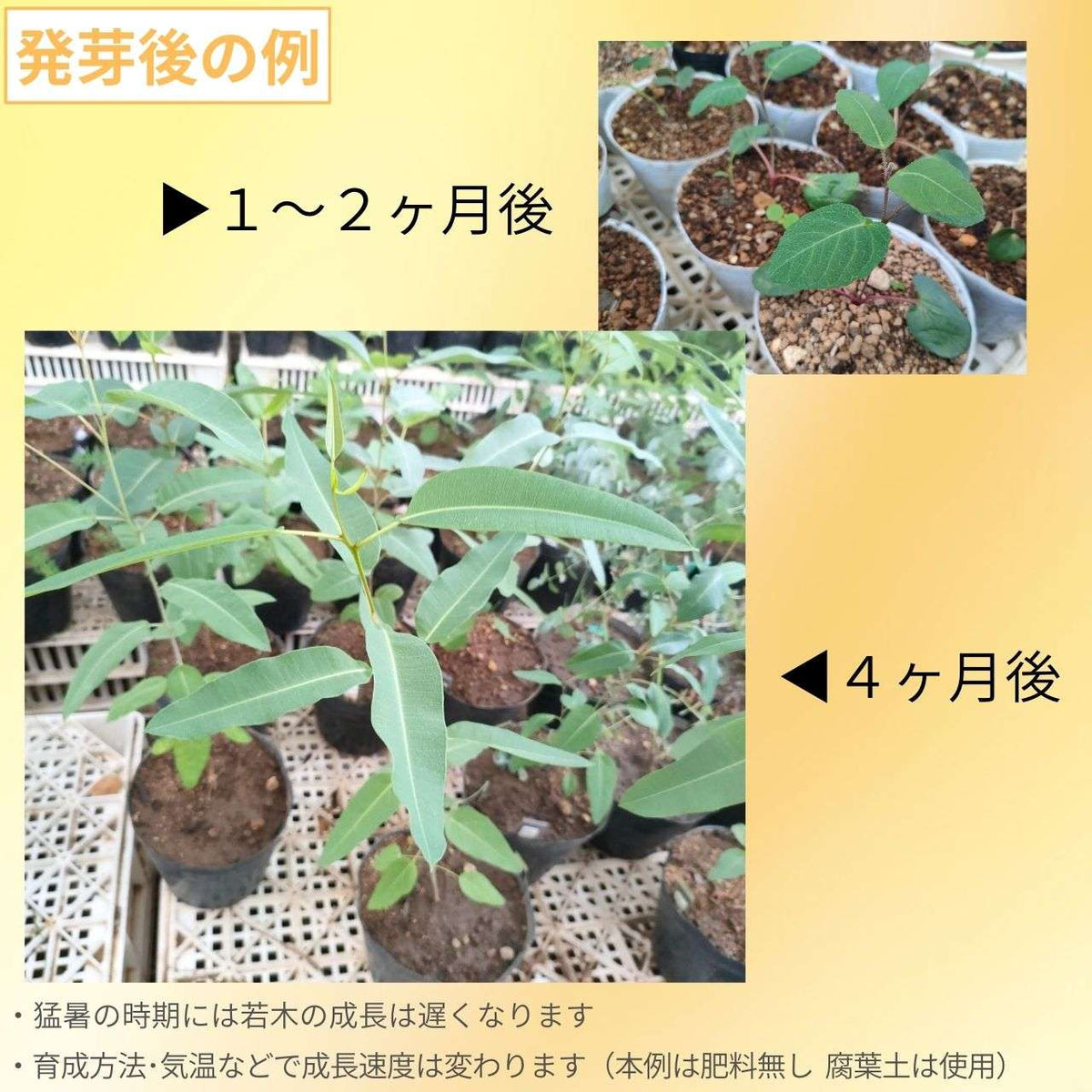 ユーカリ・カロフィラ 種子 | コリムビア・カロフィラ - 壷型の実 - 種子