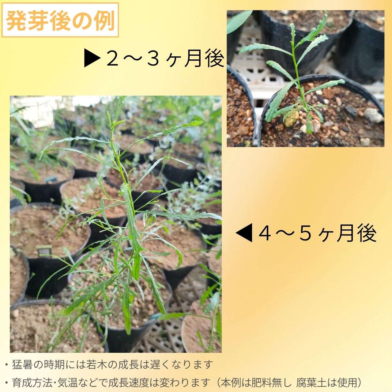 ドドナエア・プタルミシフォリア 種子 | オージープランツ - 種子