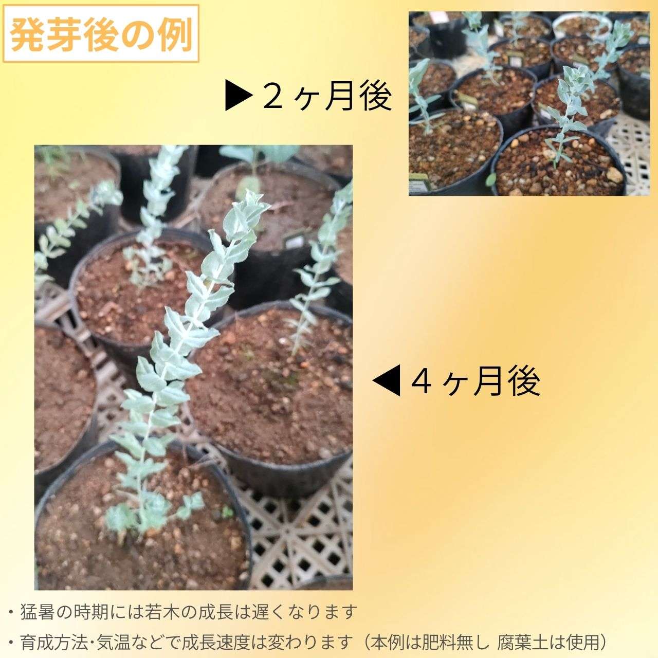 ユーカリ・アルビダ 種子 | ホワイトリーフ・マリー - コンパクトなユーカリ - 種子