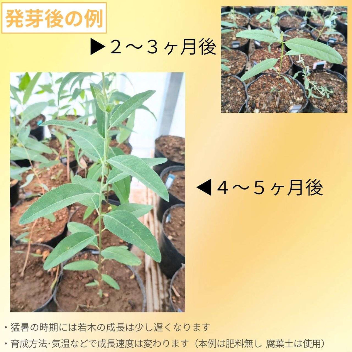 ユーカリ・カマルドレンシス・オブッサ (オブツーサ) 種子 | 丈夫なユーカリ - 種子