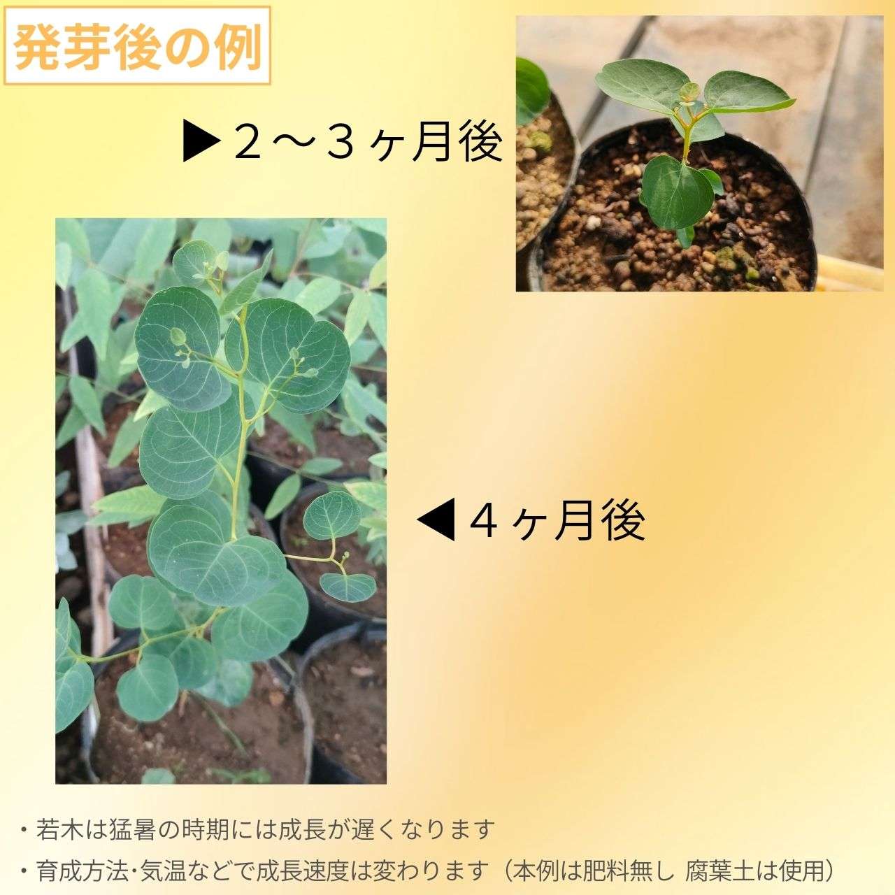 ユーカリ・クラドカリックス 種子 | シュガーガム - 濃緑色の卵型の葉 - 種子