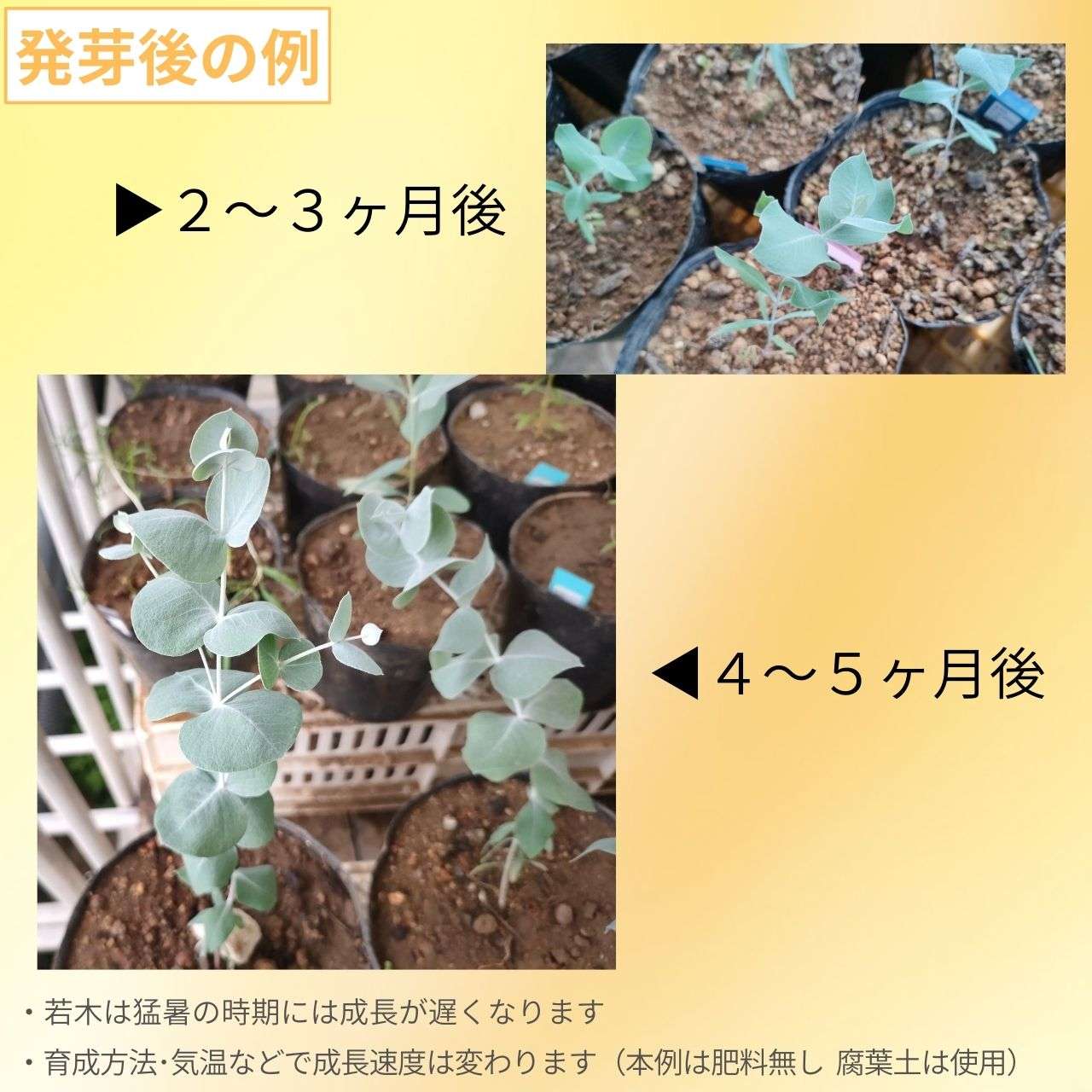 ユーカリ・クルキス 種子 | シルバー・マリー - 白みのある青緑葉 - 種子