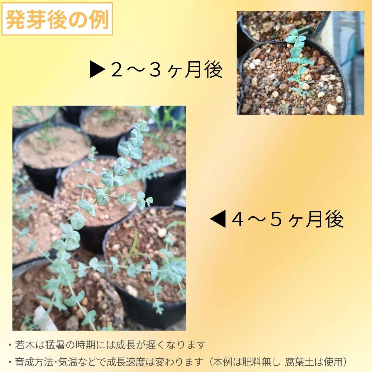 ユーカリ・サリコーラ 種子 | 塩のユーカリ - 種子