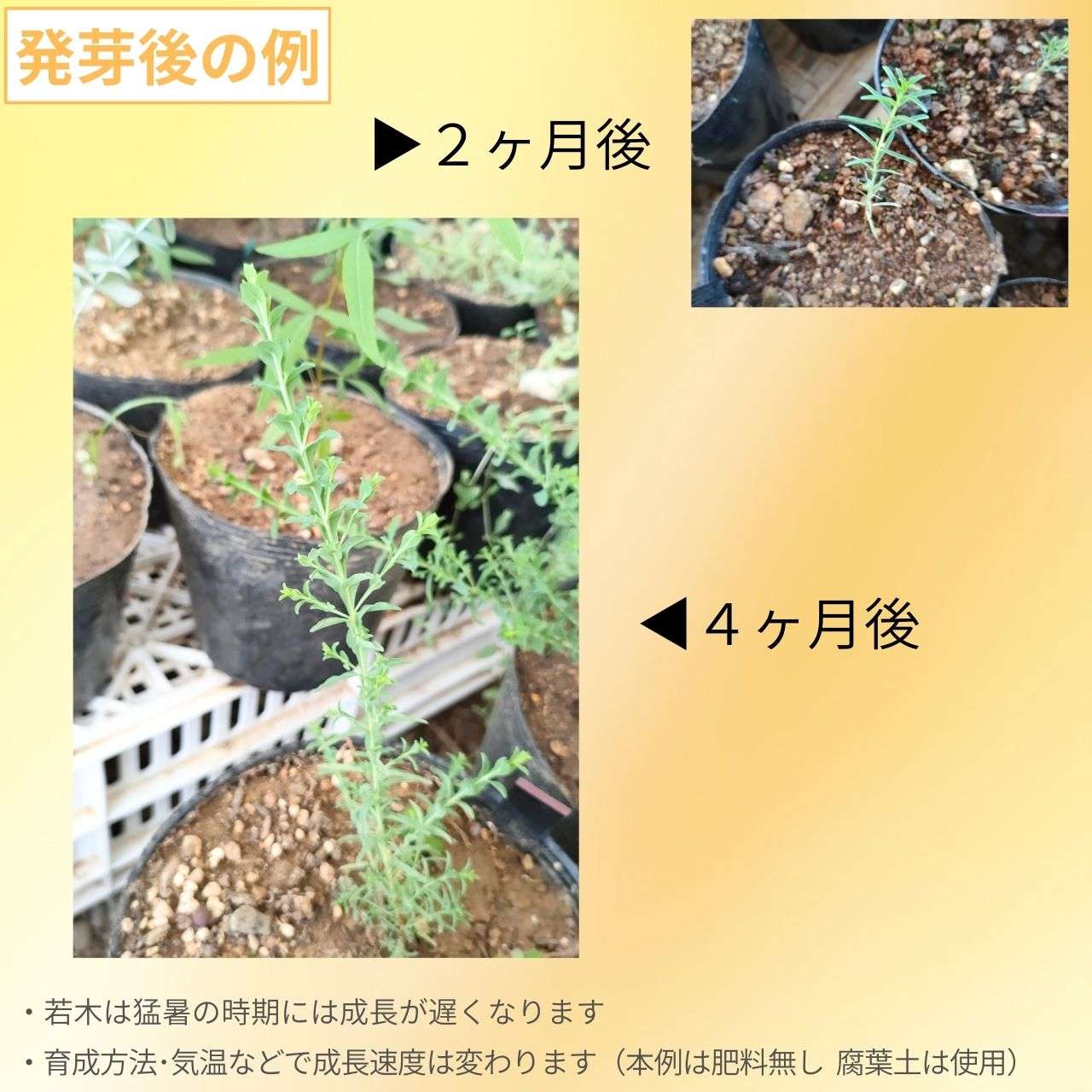ユーカリ・アーナ(ウルナ) 種子 | 茎の各角が翼状 - 種子