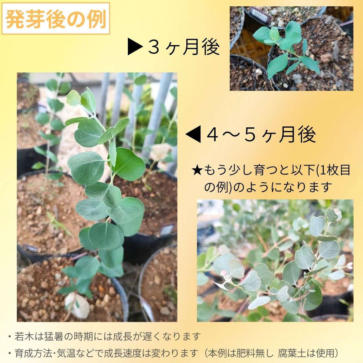 ユーカリ・ウェブステリアナ 種子 | ハートリーフ・ユーカリ - 赤褐色の幹 - 種子