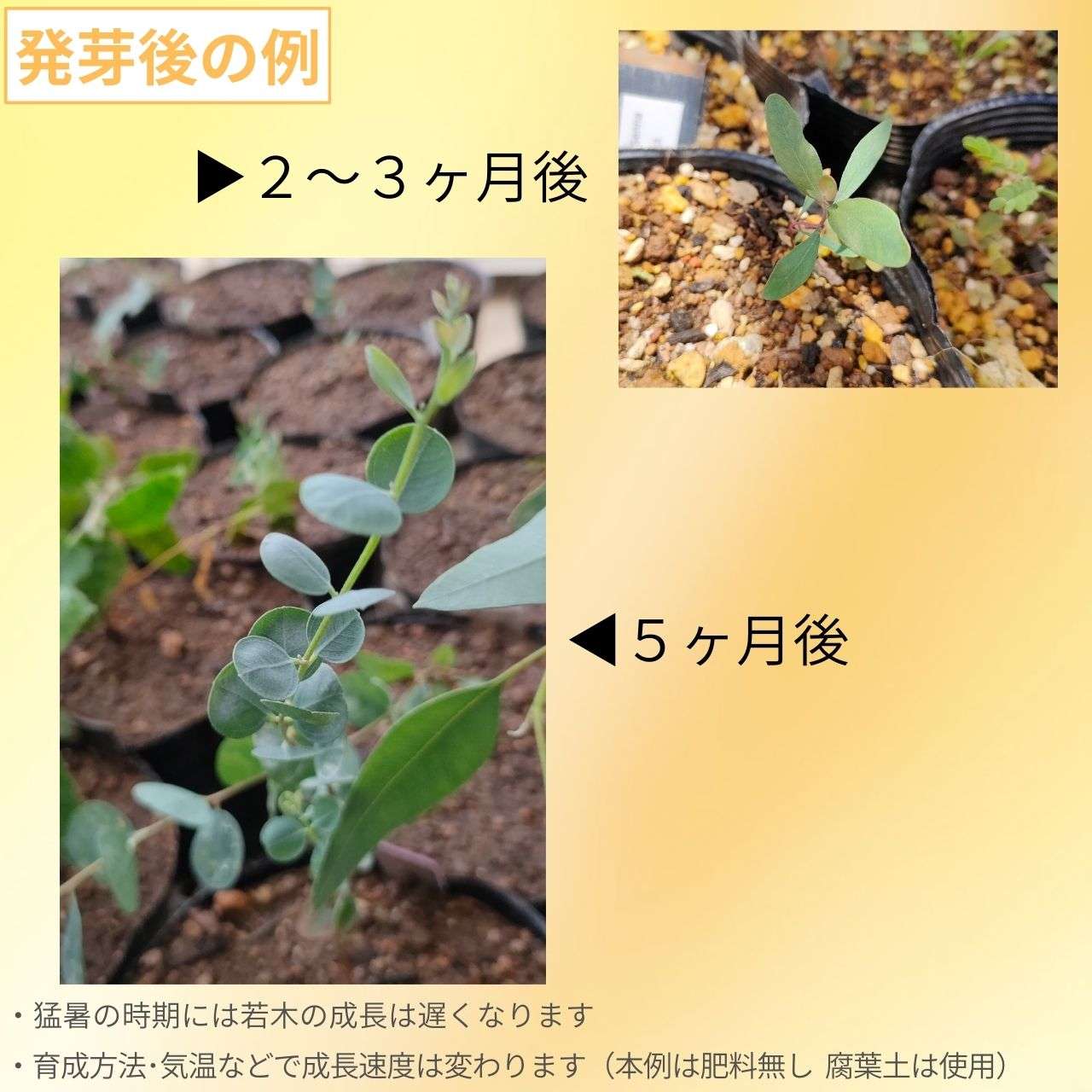 ハートリーフ・ユーカリ 種子 | 青緑色の葉 - 種子
