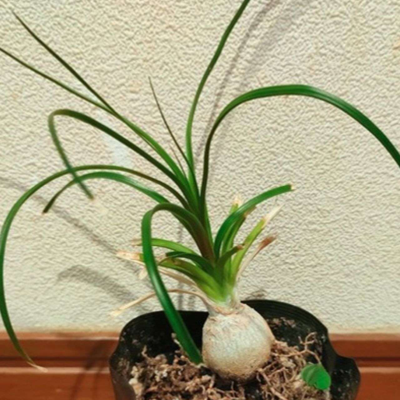 トックリラン（徳利蘭） 種子 | ポニーテール - 才能と金運の観葉植物 - 種子
