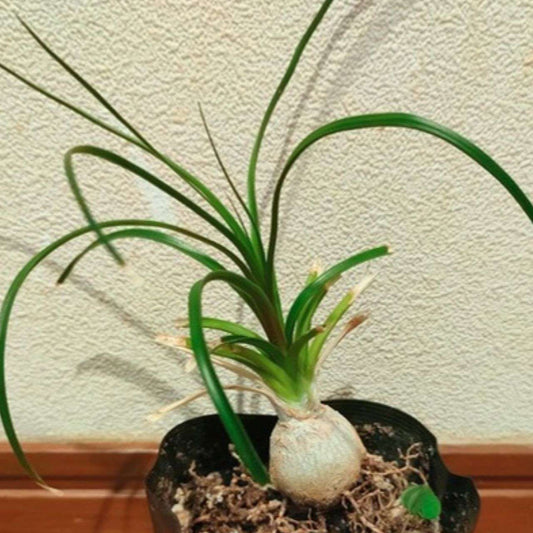 トックリラン（徳利蘭） 種子 | ポニーテール - 才能と金運の観葉植物 - 種子