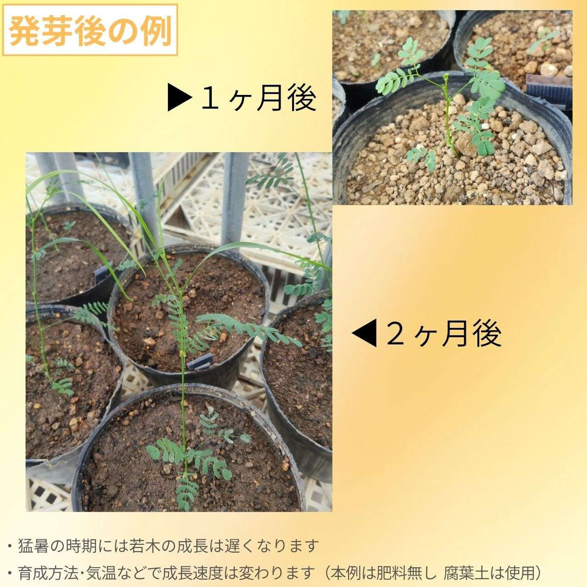 アカシア・レティノデス 種子 | 細葉のミモザ - 種子