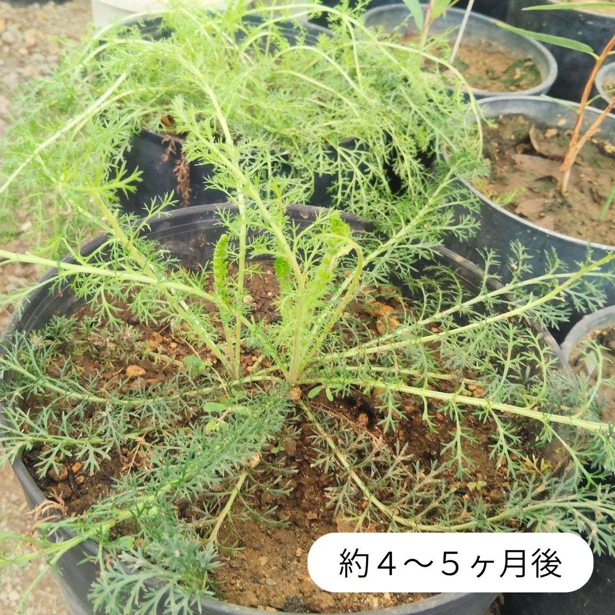 セイヨウノコギリソウ（西洋鋸草） 種子 | アキレア・ミレフォリウム - 有名なハーブ - 種子