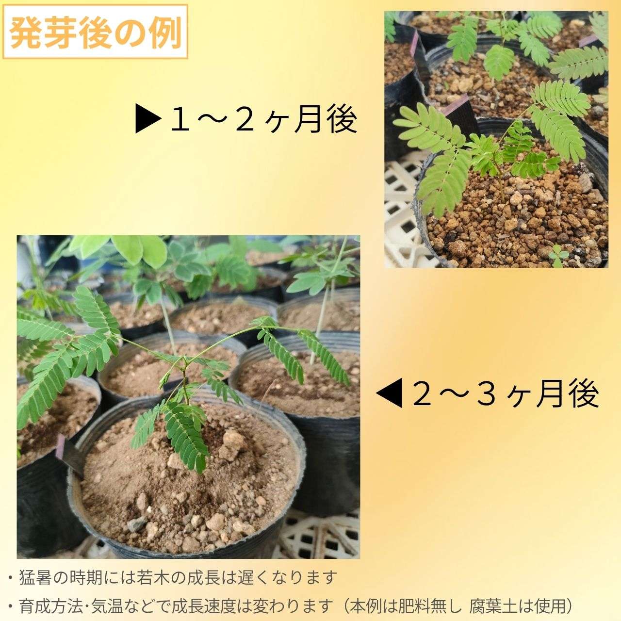 ネムノキ・ロゼア 種子 | シルクツリー - 眠った木 - 種子