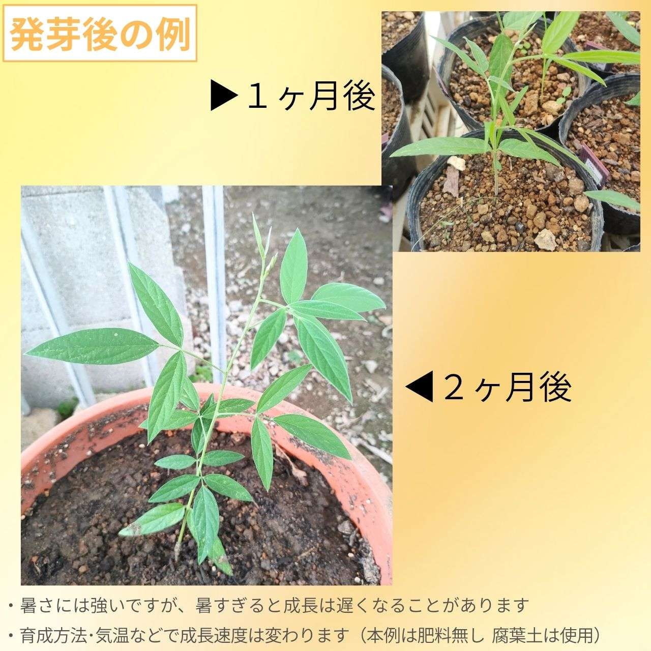 キマメ 種子 | ピジョン・ピーズ - 熱帯地域で有名なマメ - 種子
