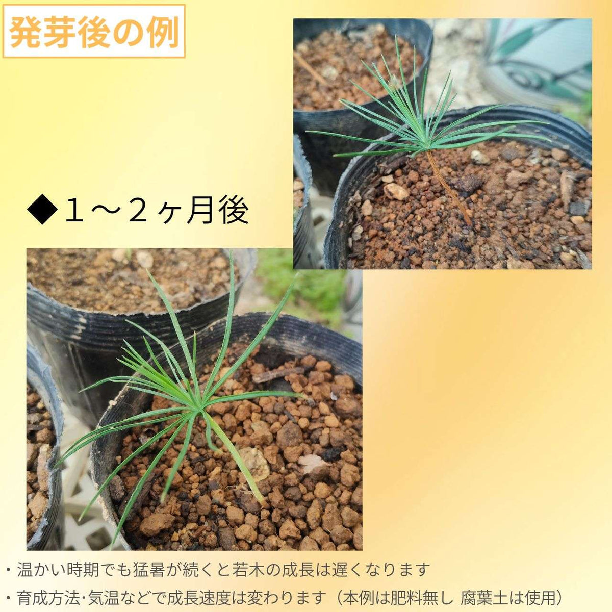 シロマツ(白松) 種子 | ハクショウ - 長寿の象徴 - 種子