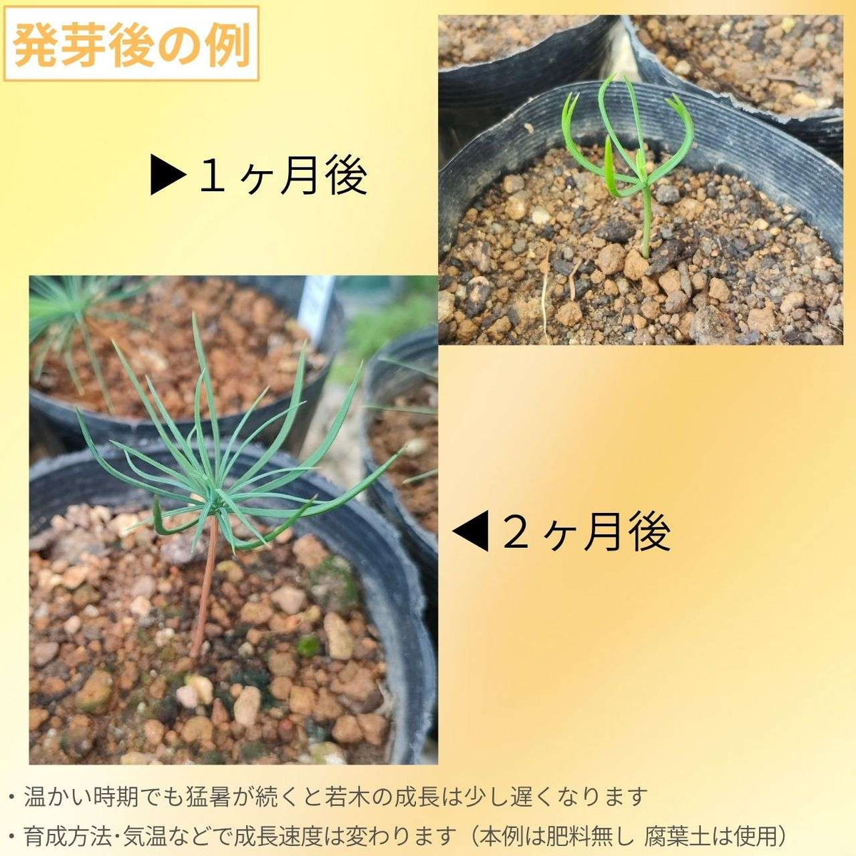 ハイマツ(這松) 種子 | 盆栽でも有名 - 種子