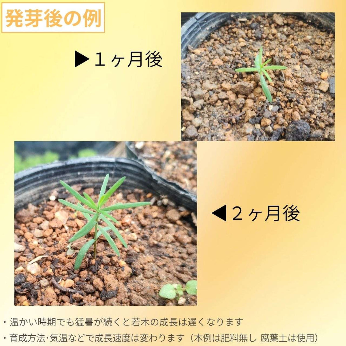 センペルセコイア 種子 | コースト・レッドウッド - 長寿の木 - 種子