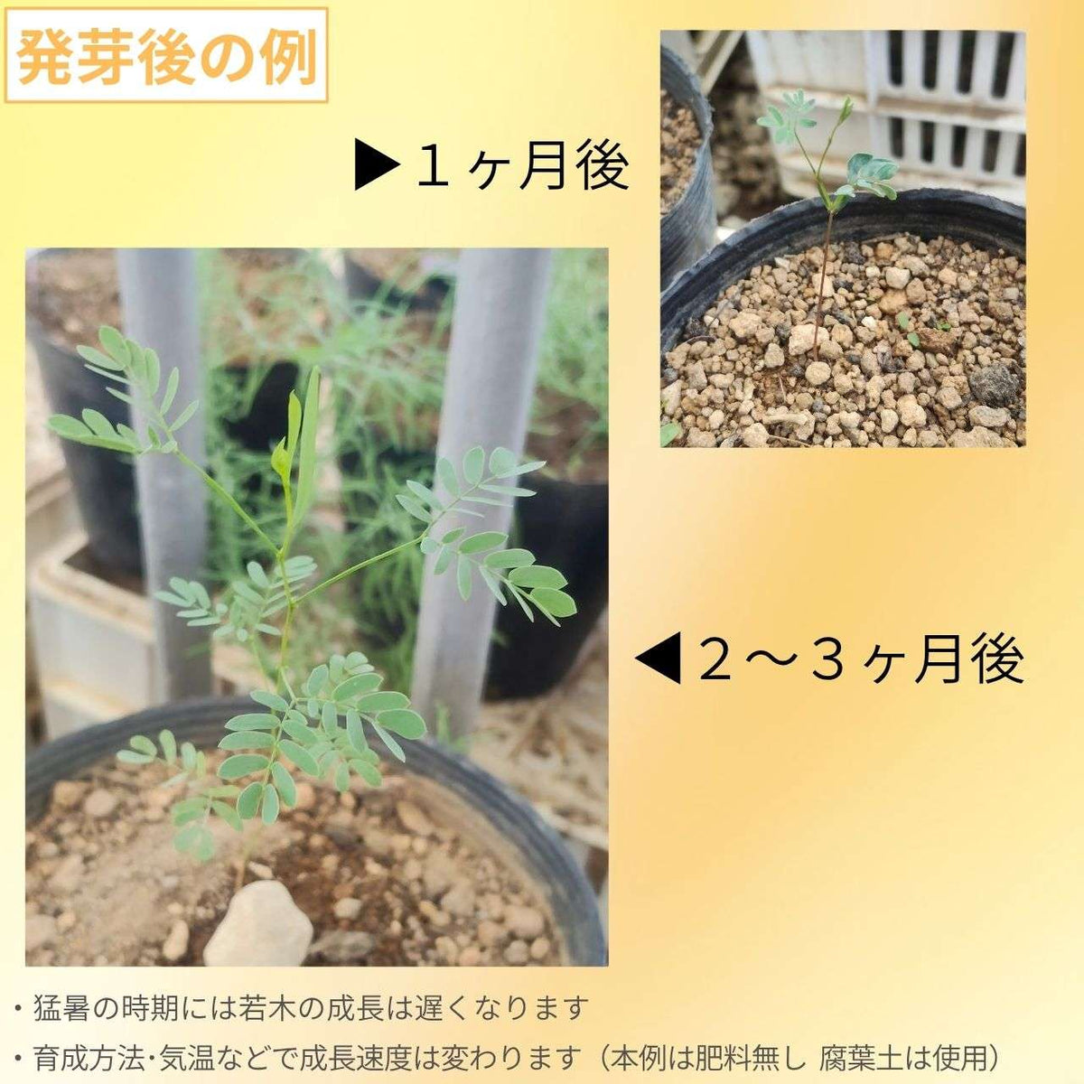 アカシア・ブクシフォリア 種子 | コンパクトな葉 - 種子