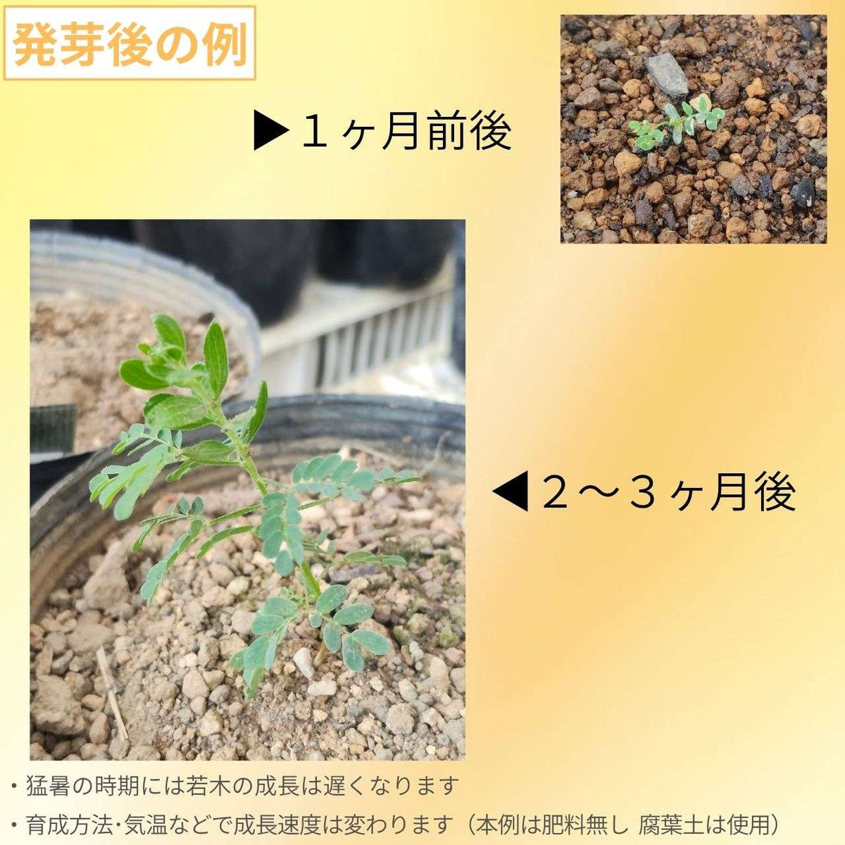 アカシア・ハウイッティ 種子 | 枝垂れ花、盆栽仕立てにも - 種子