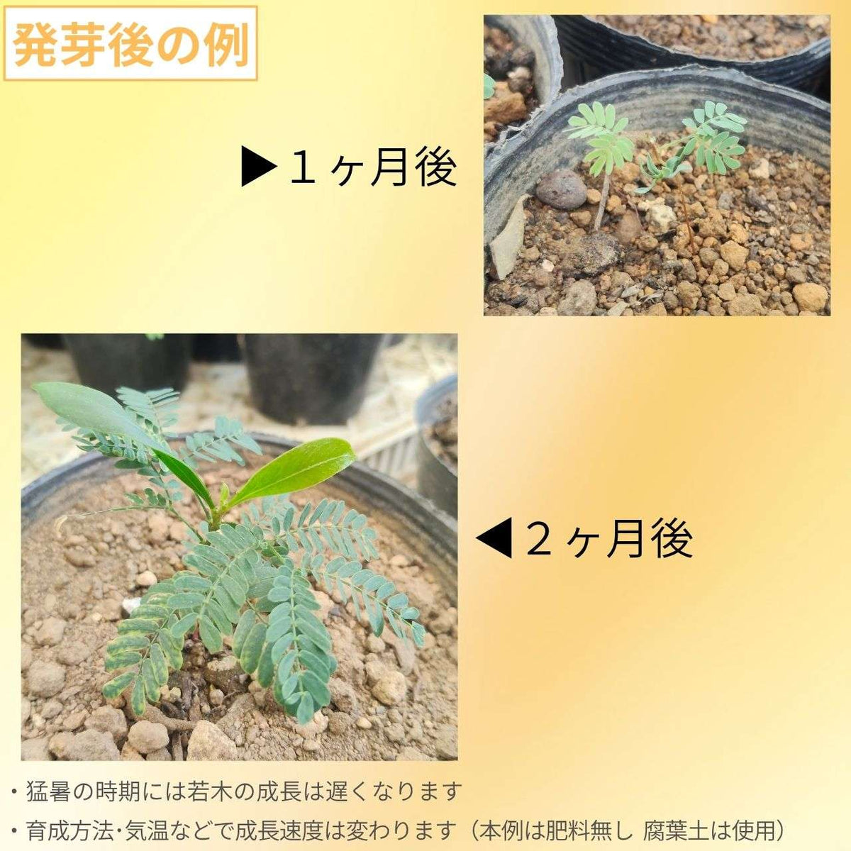 ゴールデン・ワトル 種子 | アカシア・ピクナンサ - オーストラリアの国花 - 種子