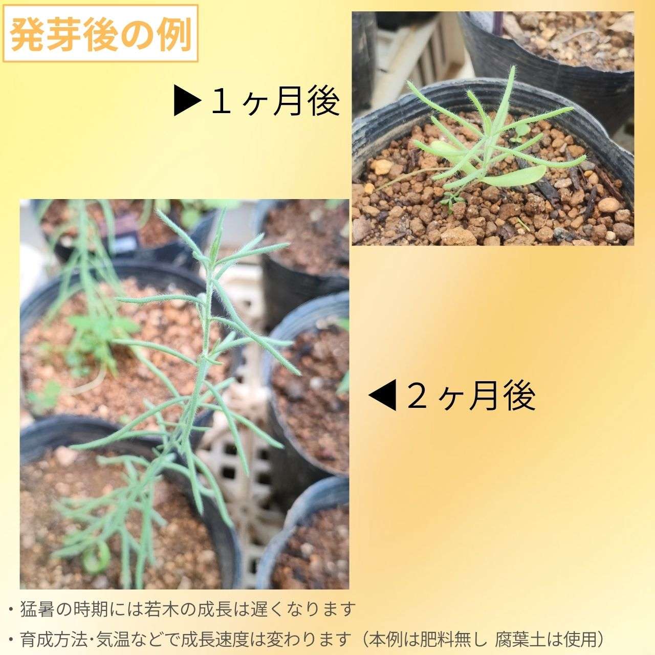 ルビー・ソルトブッシュ 種子 | エンキラエナ・トメントサ - 実が特徴 - 種子